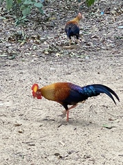 Gallus lafayettii