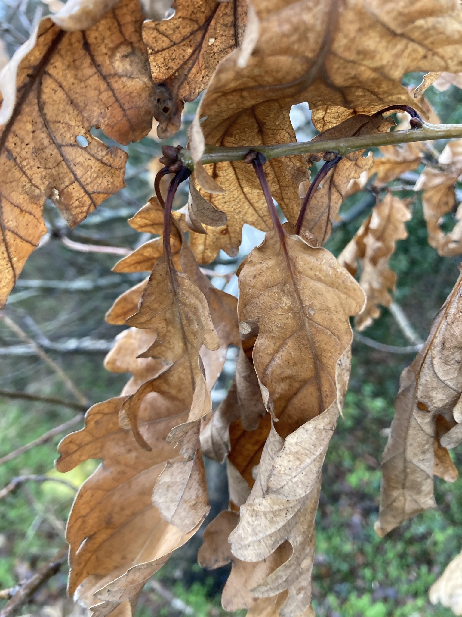 Imagem de Quercus petraea