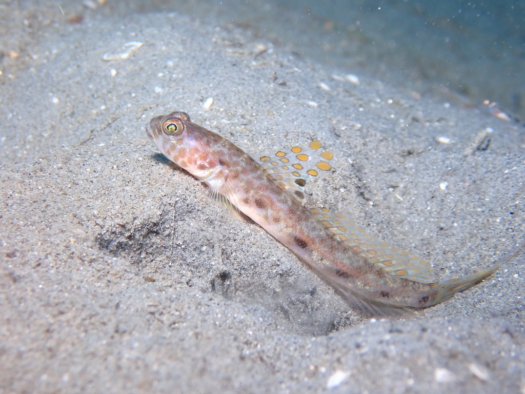 Lanceolate Shrimpgoby