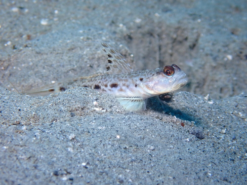 Lanceolate shrimpgoby (Tomiyamichthys lanceolatus) — Gobiidae — 3