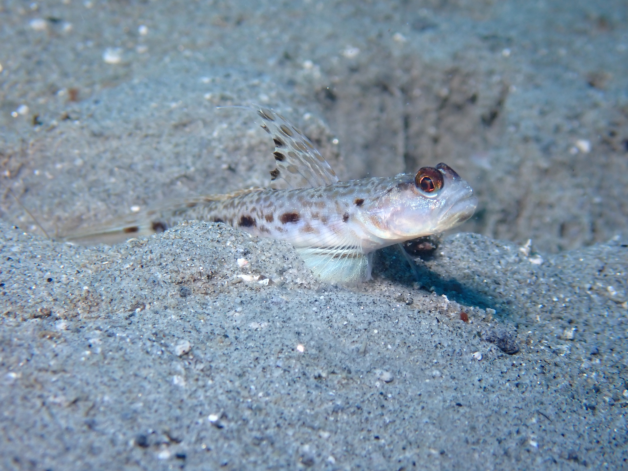 Lanceolate Shrimpgoby photo 5
