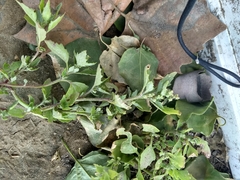 Chenopodiastrum murale