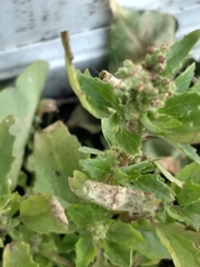 Chenopodiastrum murale