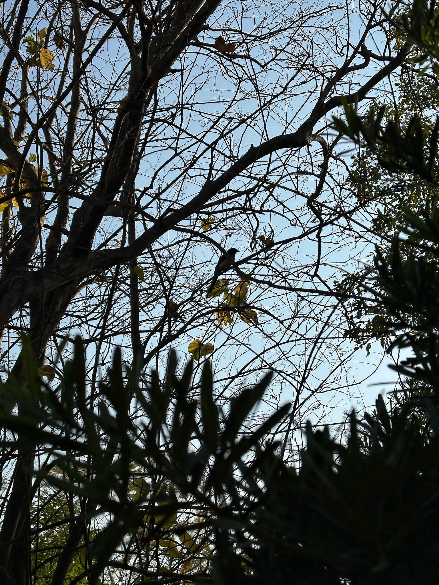 Grey Treepie (Dendrocitta formosae), photo 5
