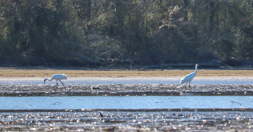 Whooping Crane (Grus americana), photo 7