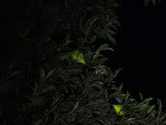 Chlorophonia callophrys