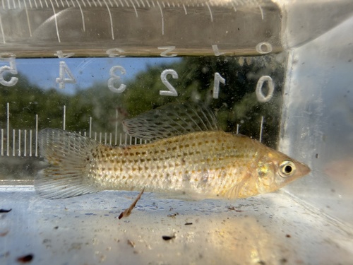 Molly Sailfin