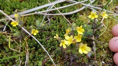 Euphrasia cockayneana