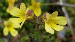 Euphrasia cockayneana