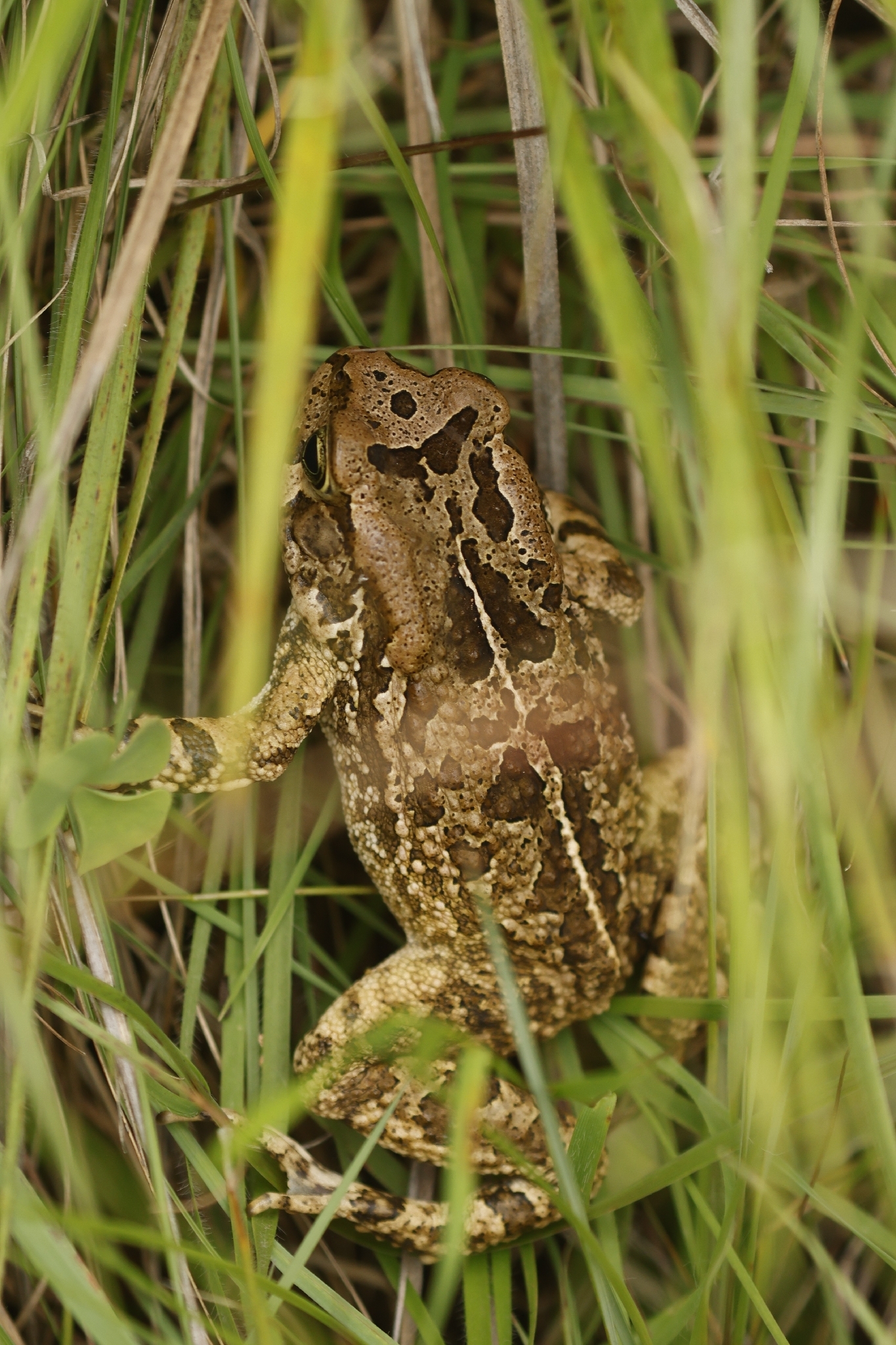 Cape Toad, Sclerophrys capensis