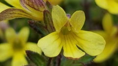 Euphrasia cockayneana