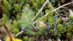 Euphrasia cockayneana