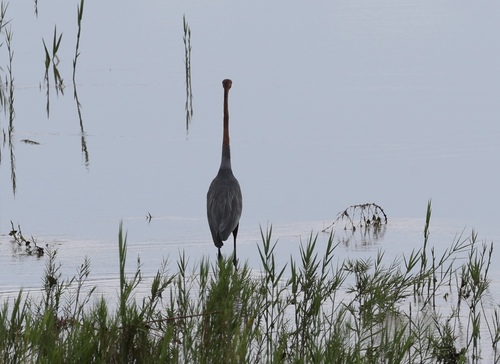 iNaturalist: (c) cressgil, some rights reserved (CC BY-NC) iNaturalist image