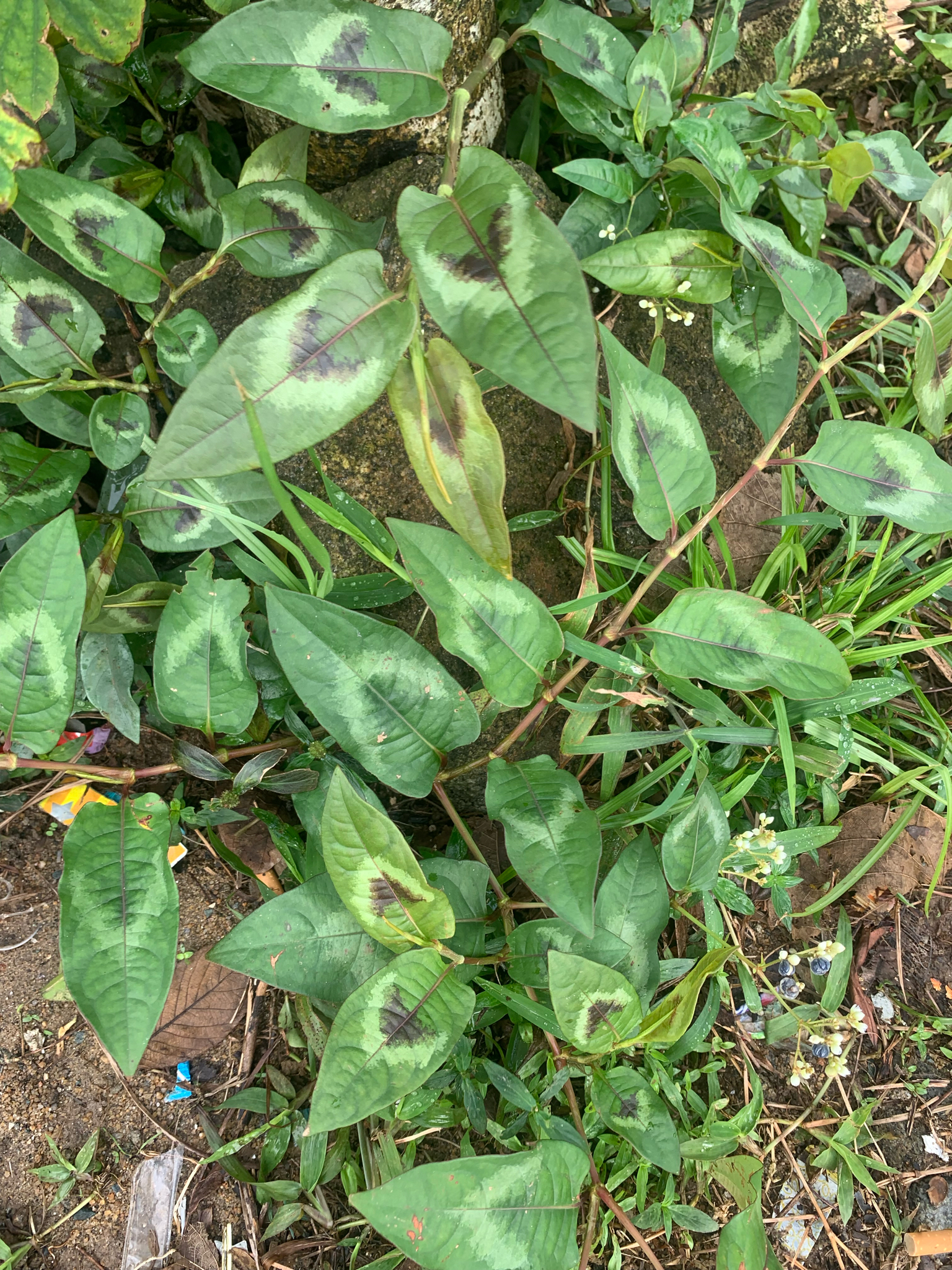 Persicaria chinensis (Persicaria chinensis)