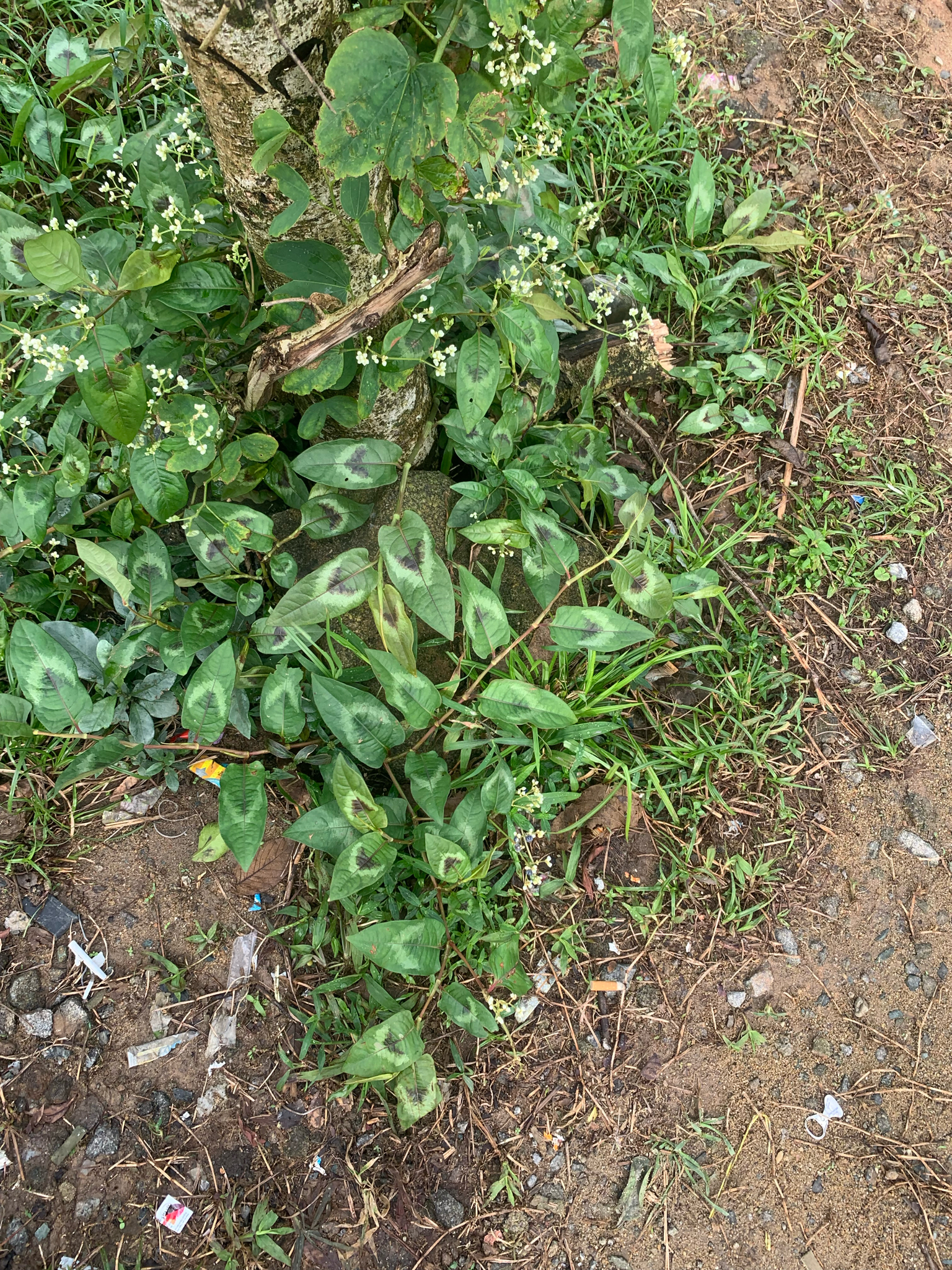 Persicaria chinensis — ảnh 2