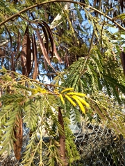 Prosopis glandulosa