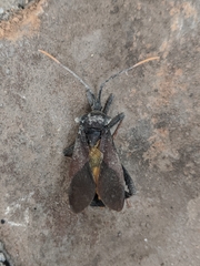 Acanthocephala alata