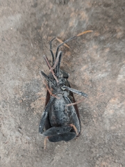 Acanthocephala alata