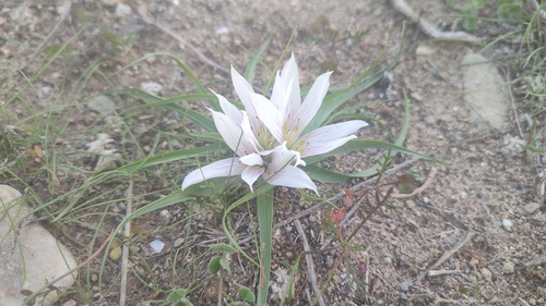 Colchicum europaeum (Colchicum europaeum)