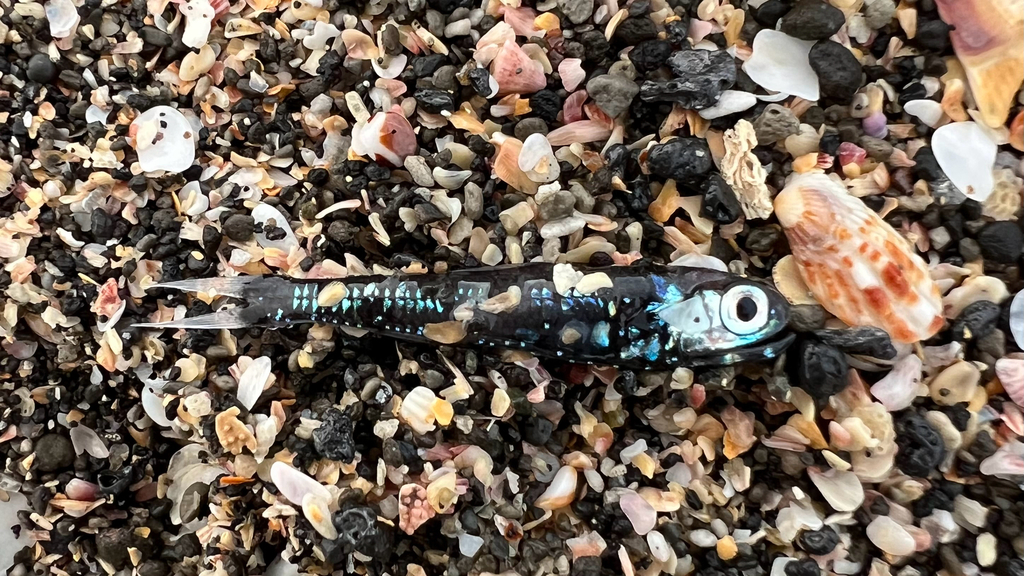 Dogtooth Lampfish