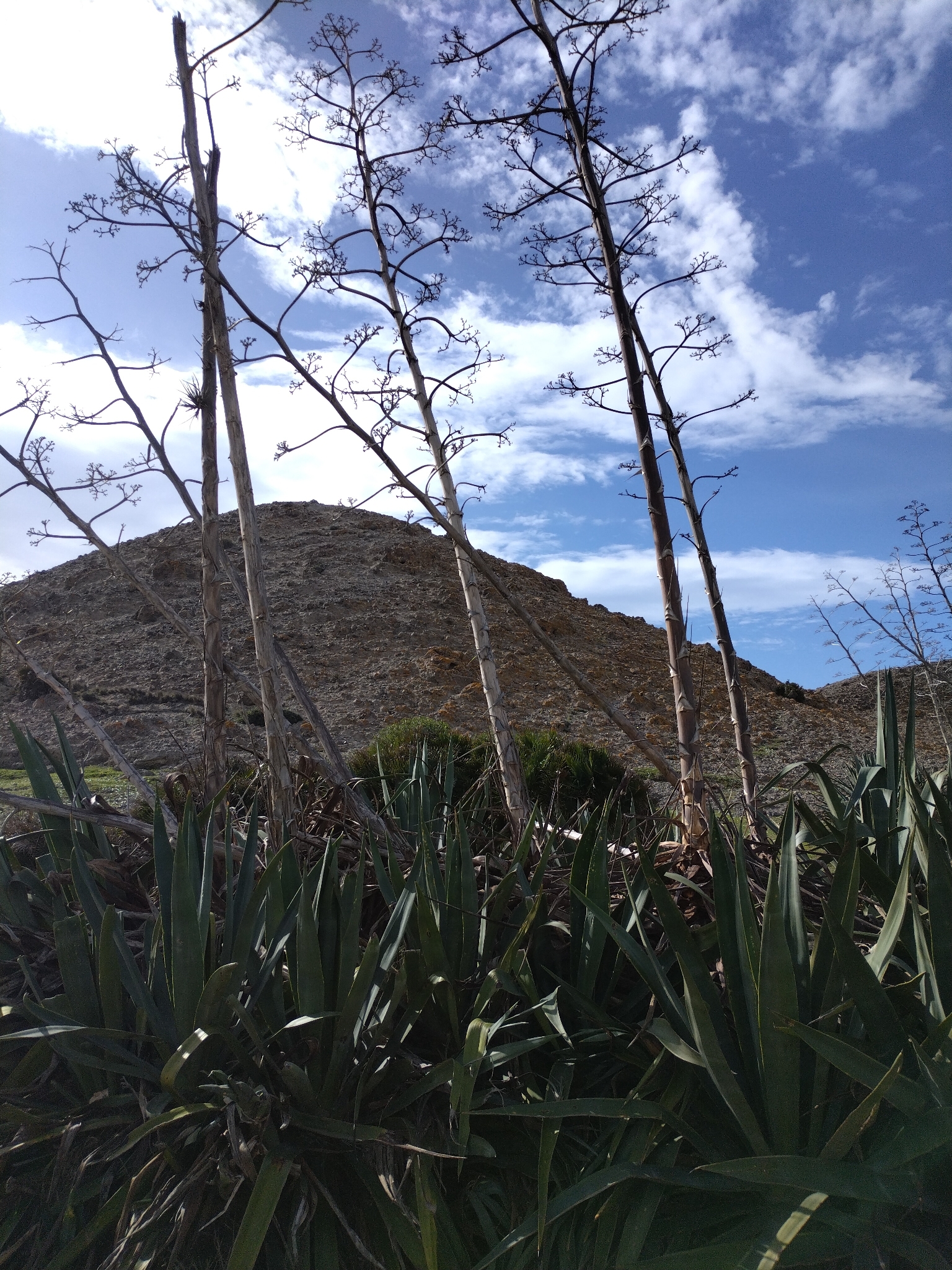 Imagem de Sisal