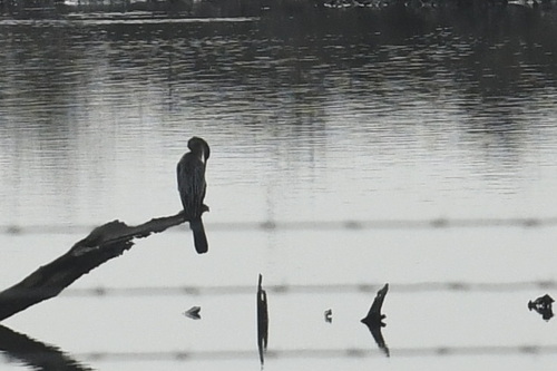 Oriental Darter (Anhinga melanogaster)