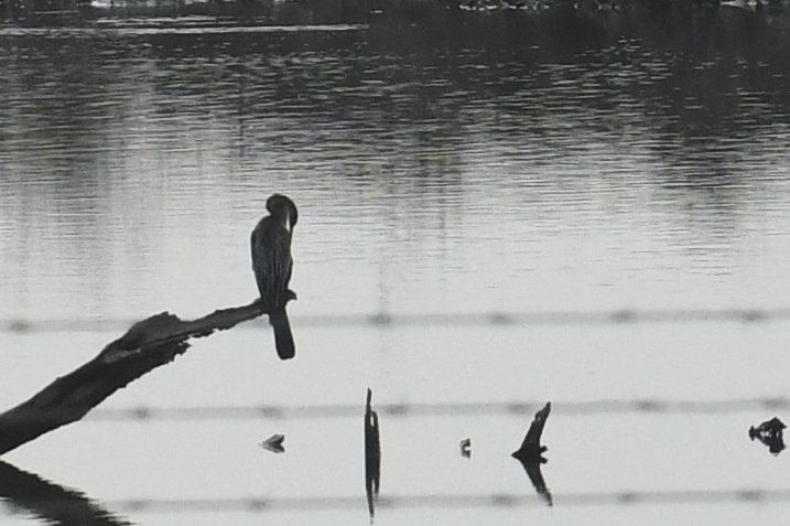 Oriental Darter (Anhinga melanogaster), photo 1
