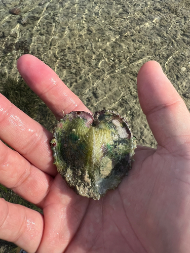 Corculum cardissa observed 2023-11-17