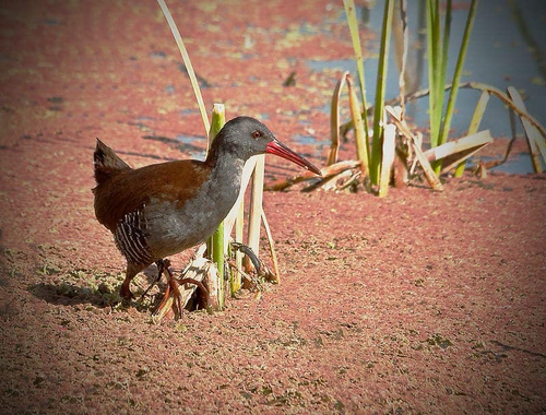 iNaturalist image