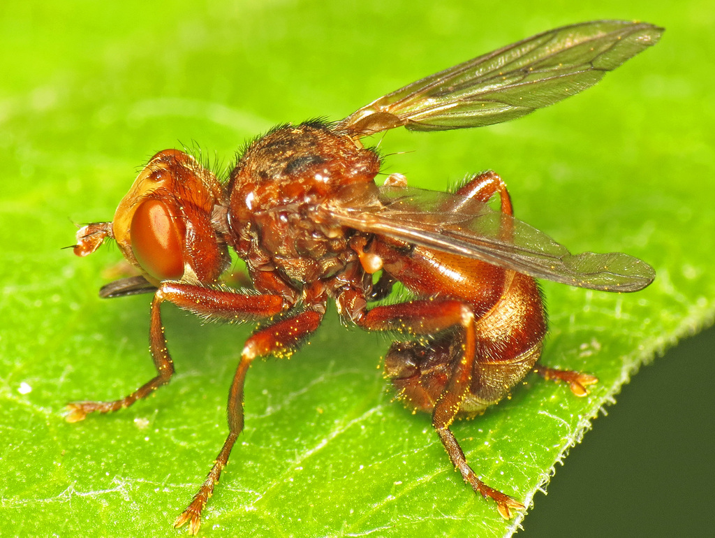 Sicus abdominalis
