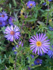 Symphyotrichum laeve