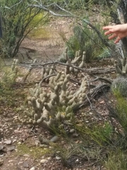 Tephrocactus articulatus