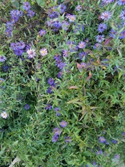 Symphyotrichum laeve