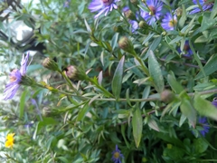 Symphyotrichum laeve