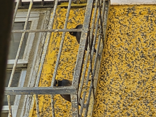 Common Myna