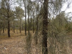 Allocasuarina luehmannii