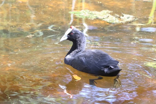 iNaturalist: (c) jandutoit, some rights reserved (CC BY-NC) iNaturalist image