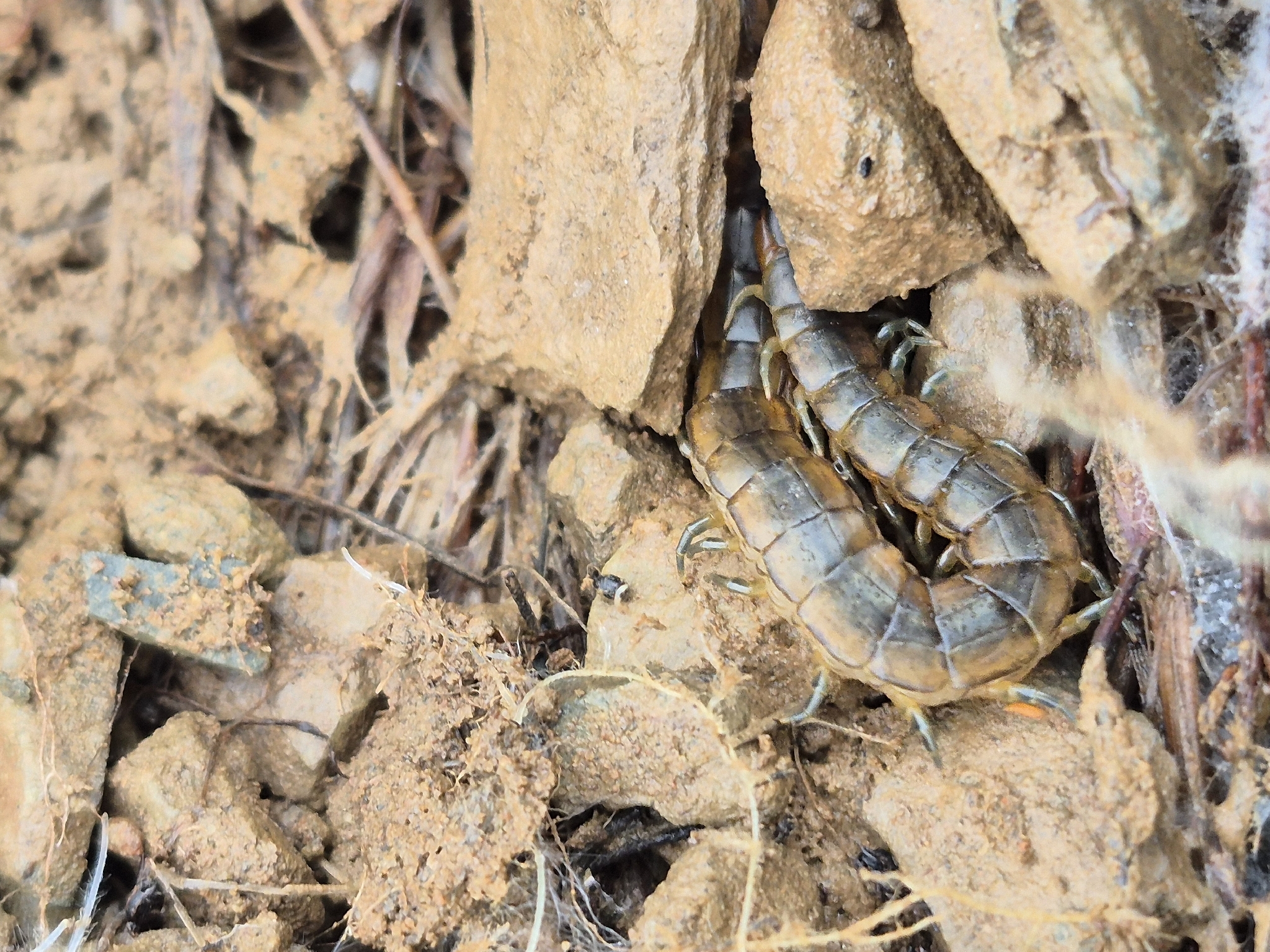Scolopendra oraniensis Lucas, 1846