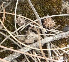 Allocasuarina luehmannii
