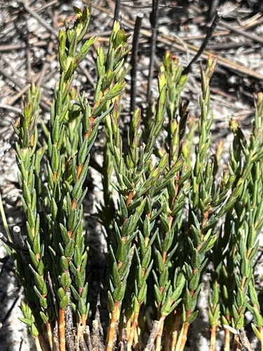 Minileaf Bigstyle (Macrostylis decipiens)