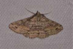 Scioglyptis lithenopa