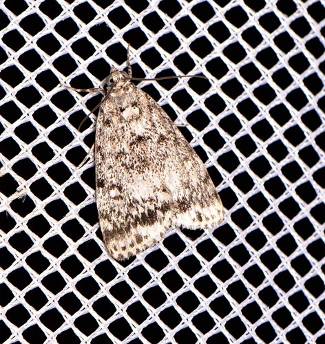 Phenacodes aleuropa (Lower, 1903)