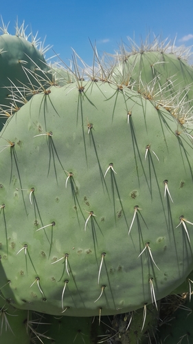 nopal tapón