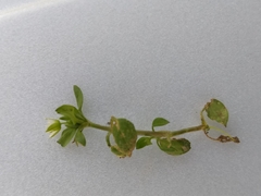 Stellaria media