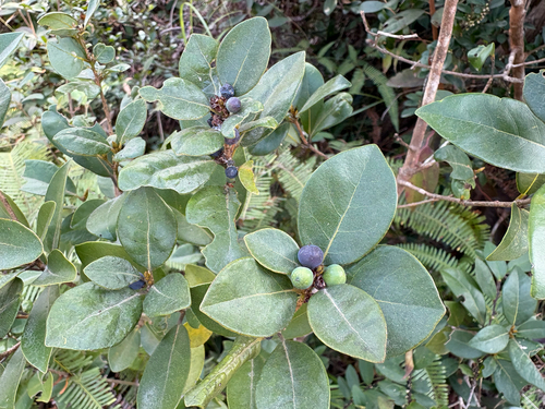 Litsea rotundifolia, photograph 5