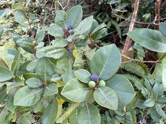 Litsea rotundifolia, photograph (c) 黃美滿, some rights reserved (CC BY)