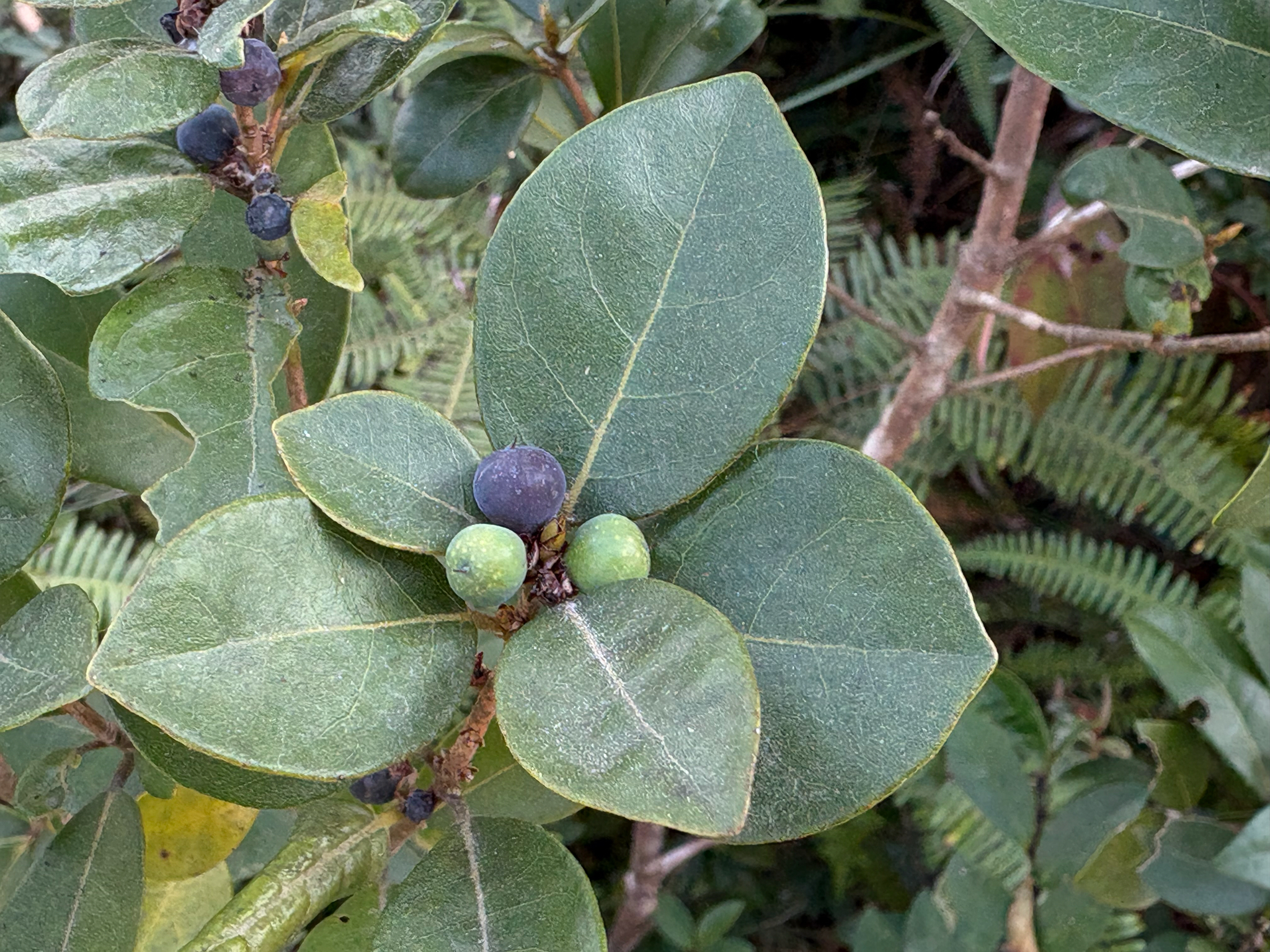 Oblong-Leaved Litsea (Litsea rotundifolia)