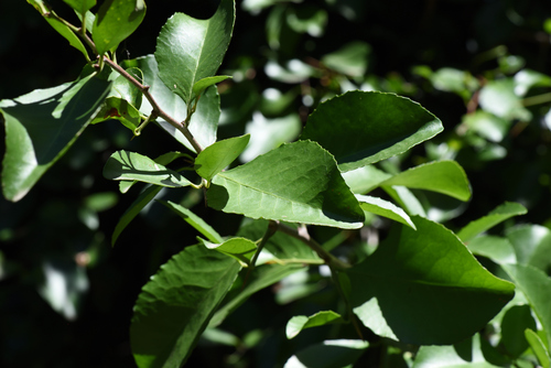 Gymnosporia nemorosa, photograph 6