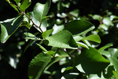 Gymnosporia nemorosa, photograph (c) Andrew Gillespie, some rights reserved (CC BY)