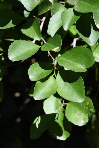 White Forest Spikethorn (Gymnosporia nemorosa)